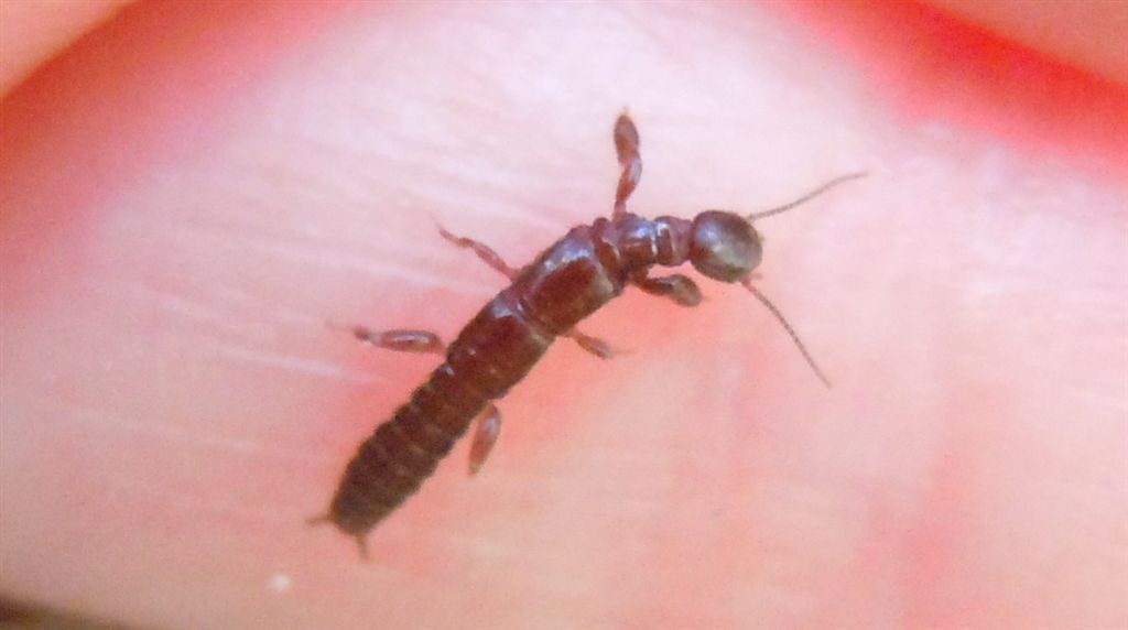 Haploembia solieri?